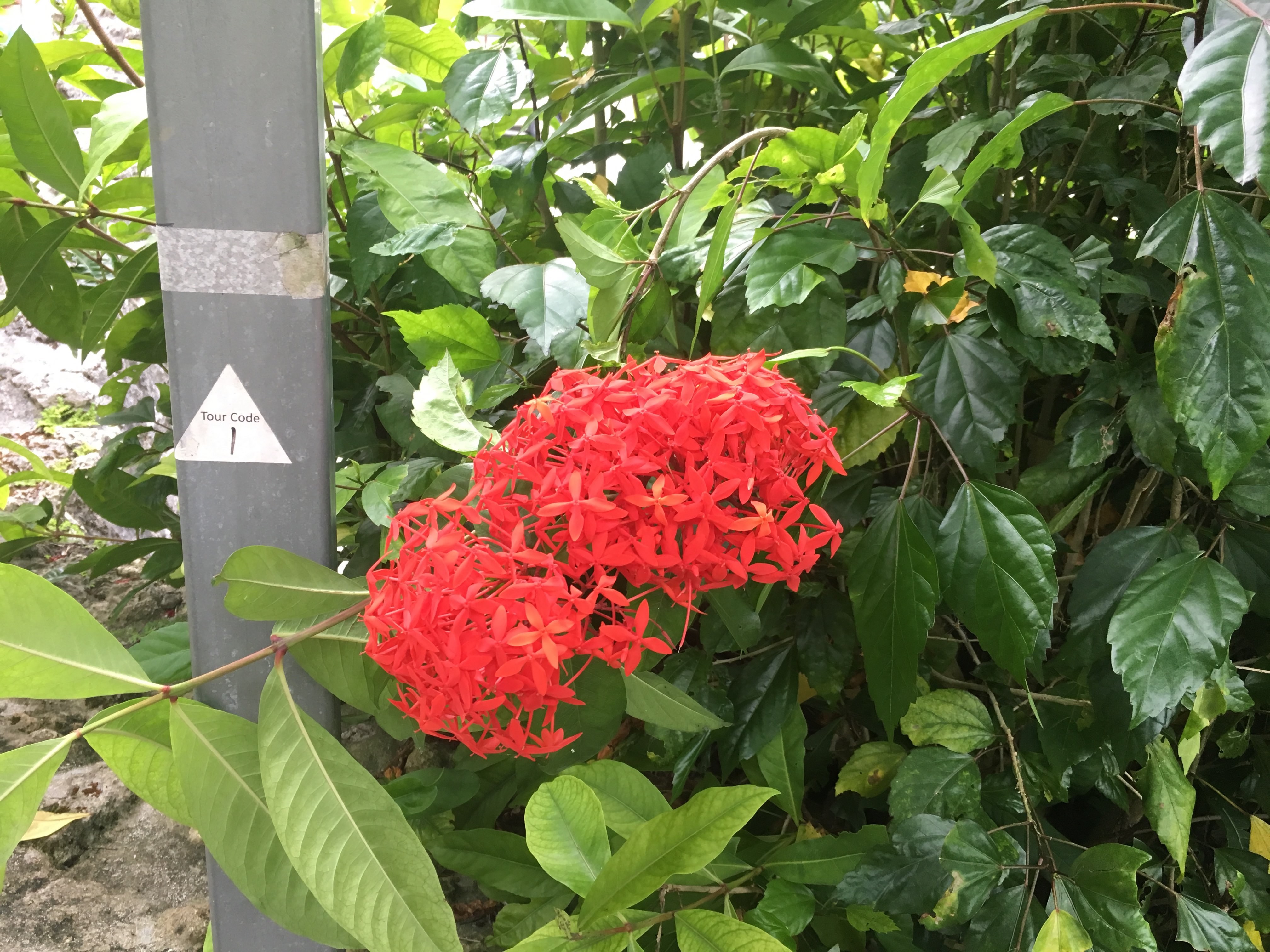 美しく治療時間も短縮されるブラケット(クリッピー) 四日市市,桑名市,弥富市、東近江市,鈴鹿市、津市、亀山市、いなべ市,菰野町,,菰野町